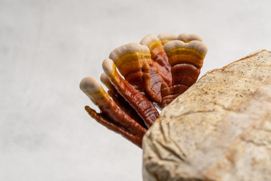 La Coltivazione del Reishi (Ganoderma Lucidum): Una Guida Completa Utilizzando un Kit
