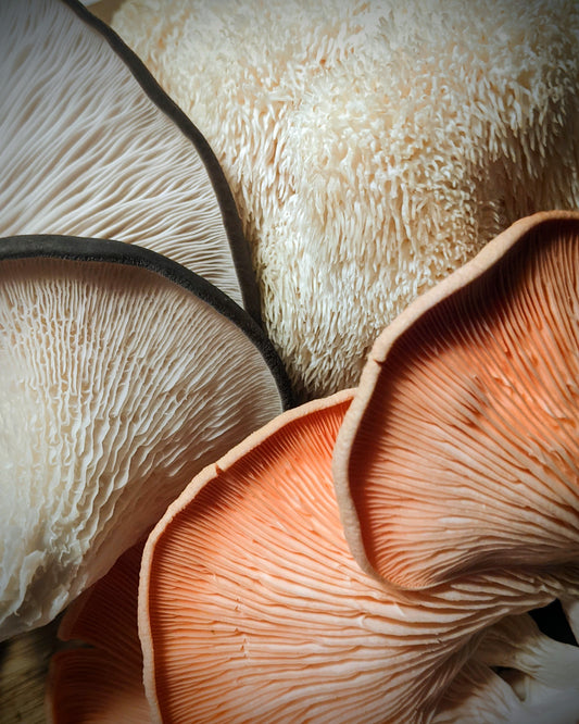 5 Modi per Coltivare Funghi Gourmet e Medicinali a Casa