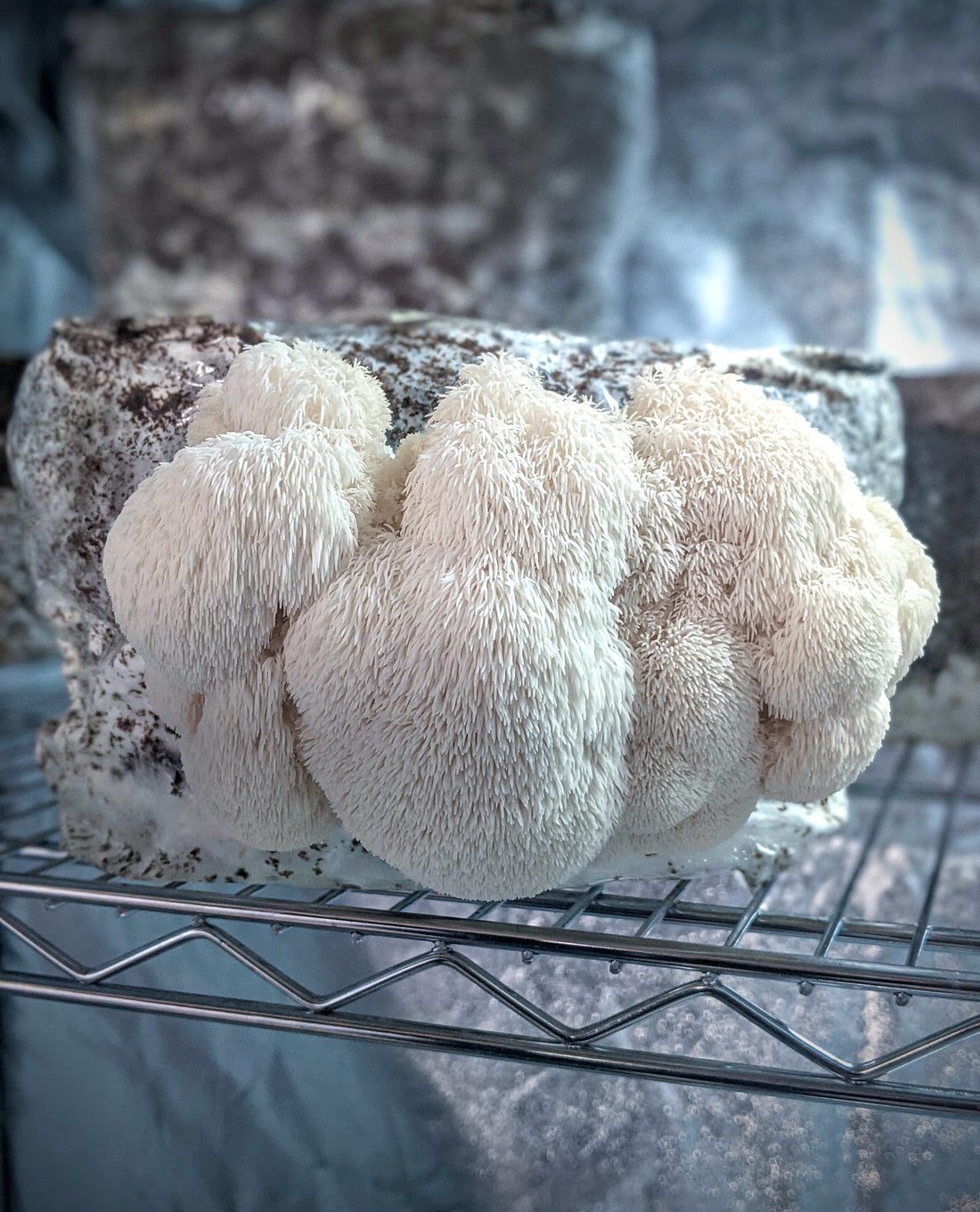 Coltivazione Lion's Mane (Hericium erinaceus): Una Guida alla Coltivazione con un Kit