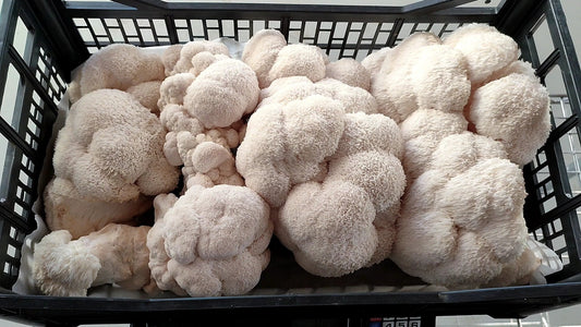 Lion’s Mane: Cosa Dice Veramente la Scienza — e perché noi continuiamo comunque ad amarlo
