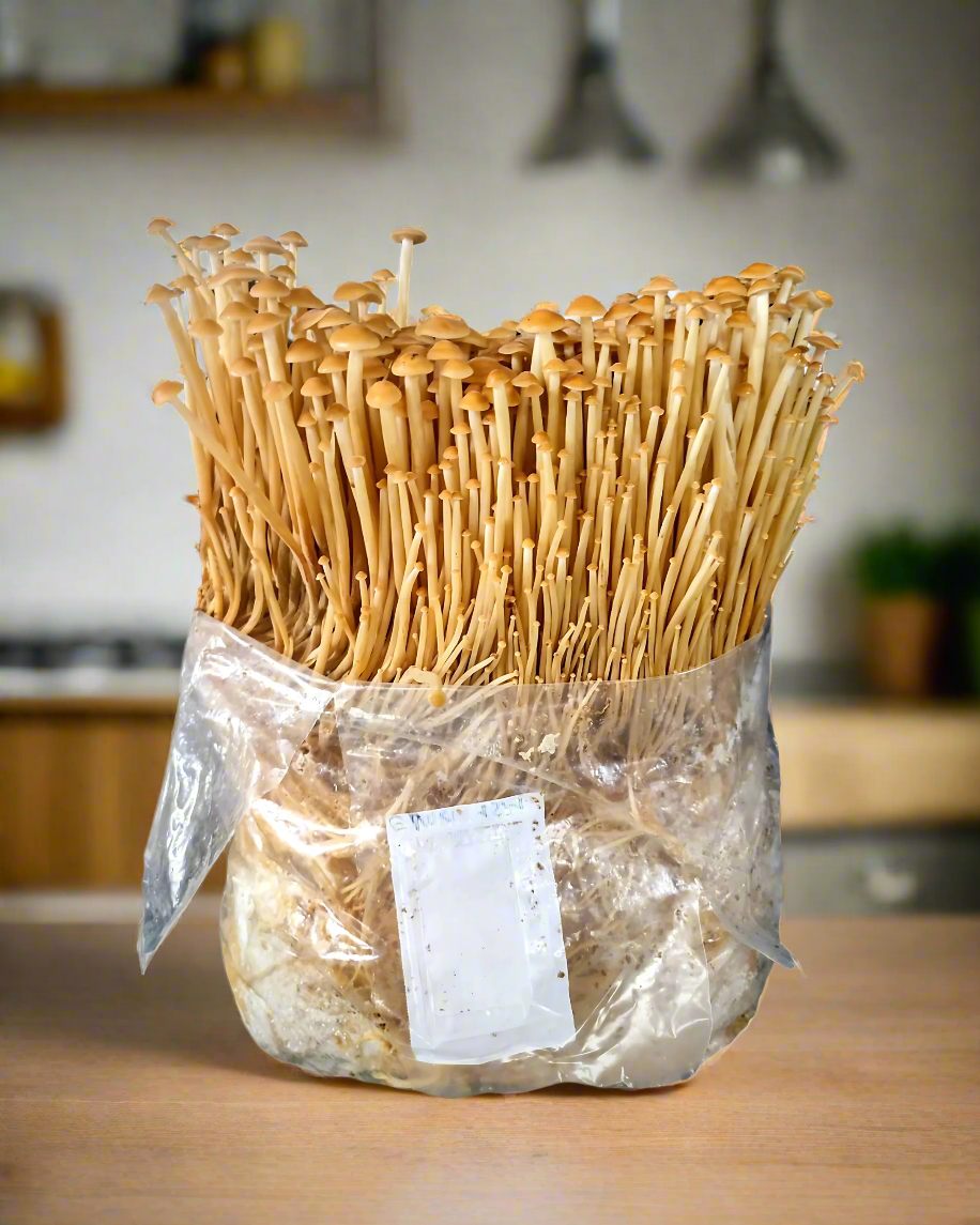 micelio coltivazione grain spawn golden enoki