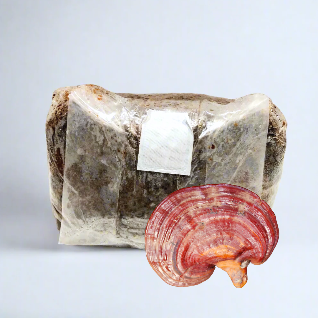 Spawn di Segatura - Reishi della Minerva