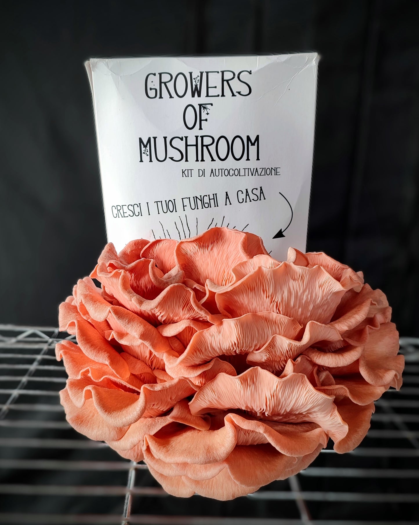 Kit di Autocoltivazione - Pleurotus djamor - Pink Oyster