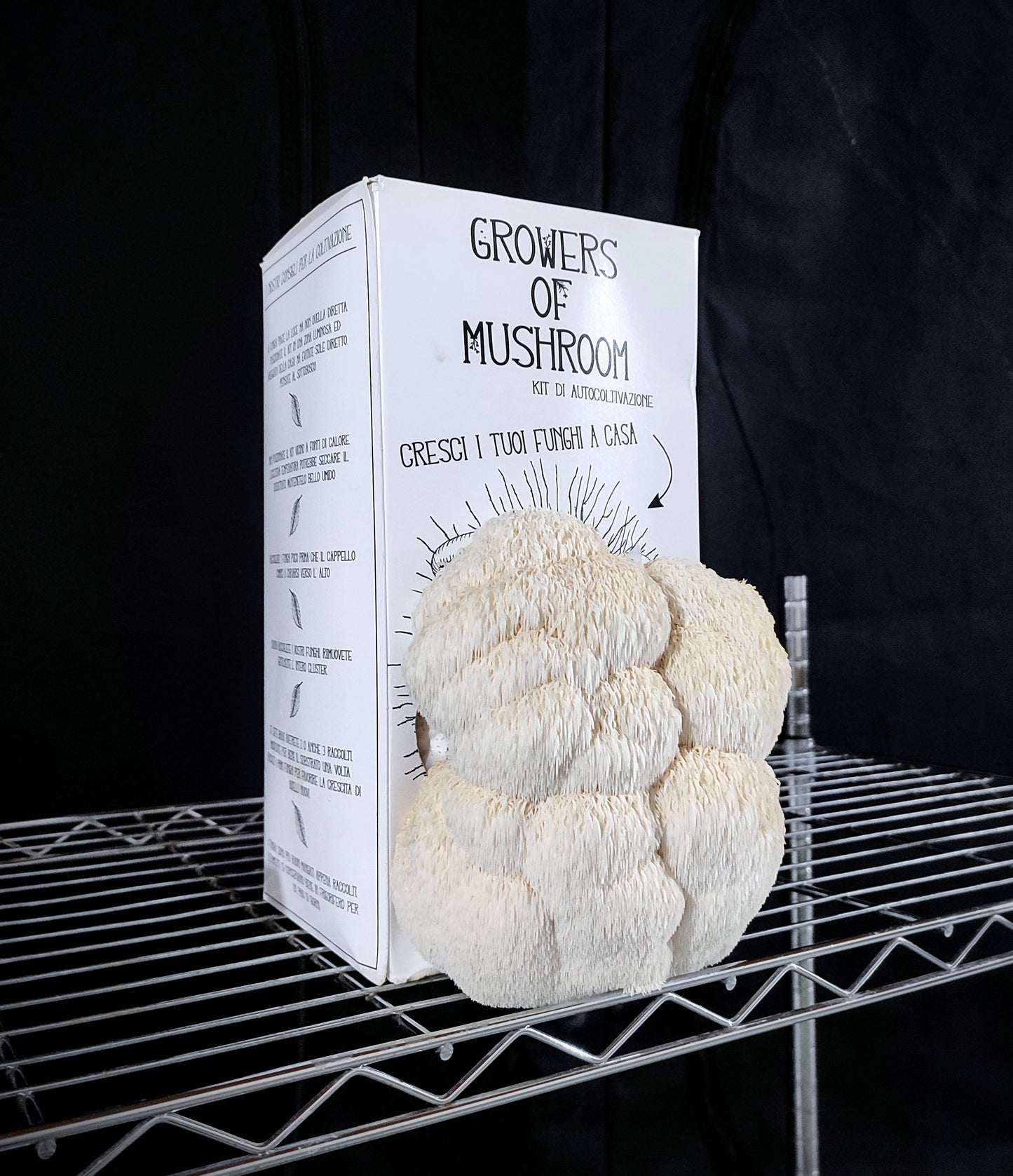 Kit di Autocoltivazione - Hericium erinaceus - Lion' s Mane