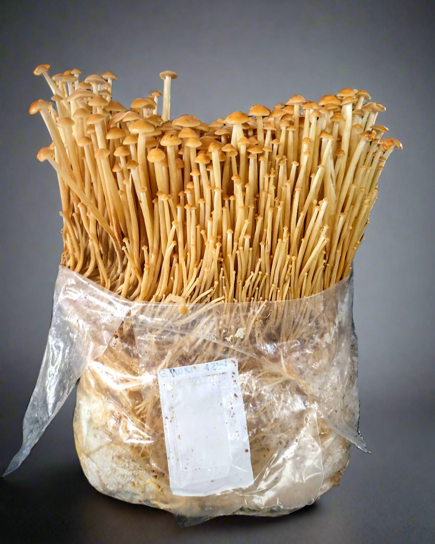 Kit Blocco di Coltivazione di Funghi - Flammulina velutipes - Golden Enoki