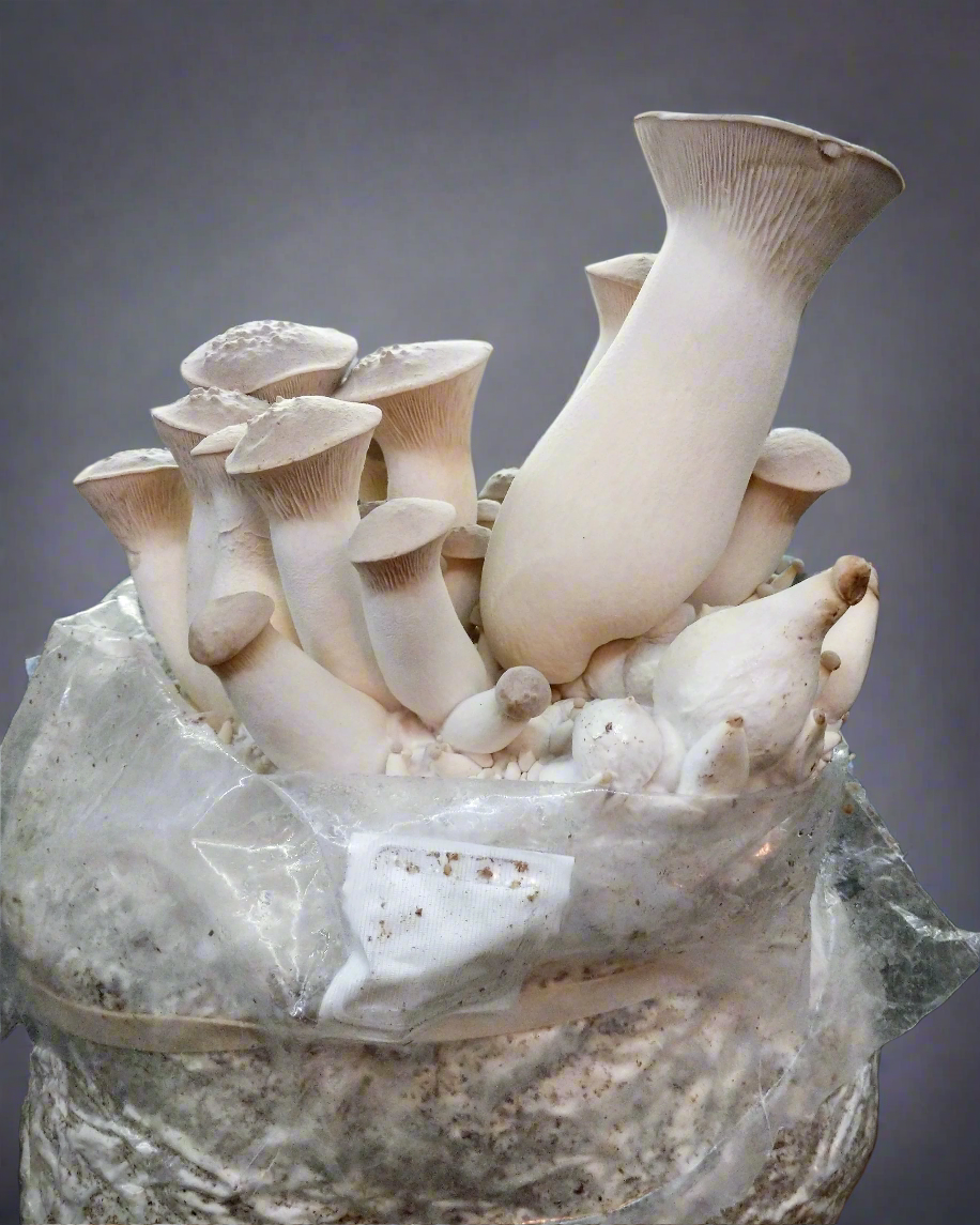 Acquaverde | 10 Kit Coltivazione Funghi Cardoncelli, Pleutorus - Foto 6