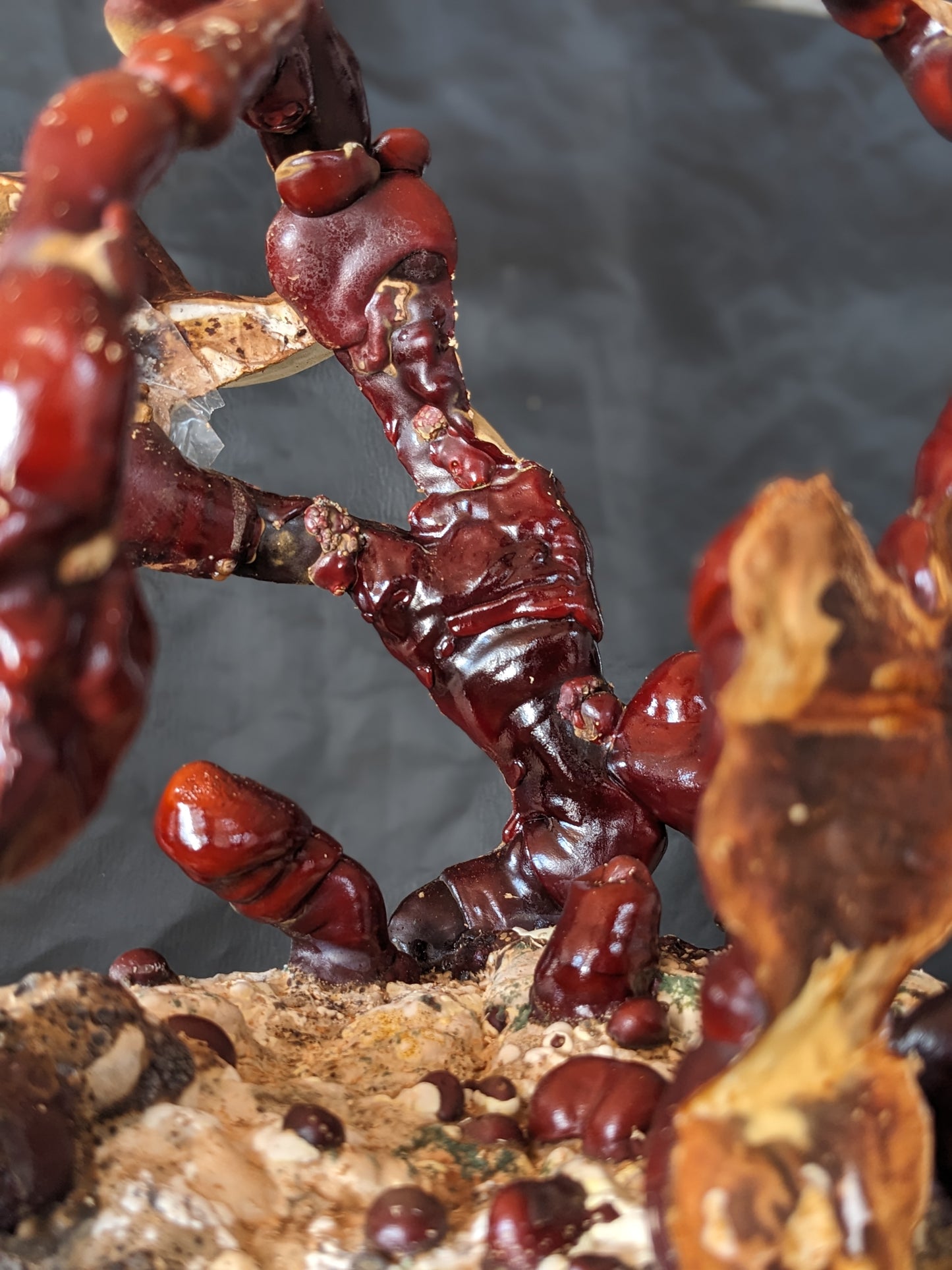 grain spawn micelio reishi liquid culture