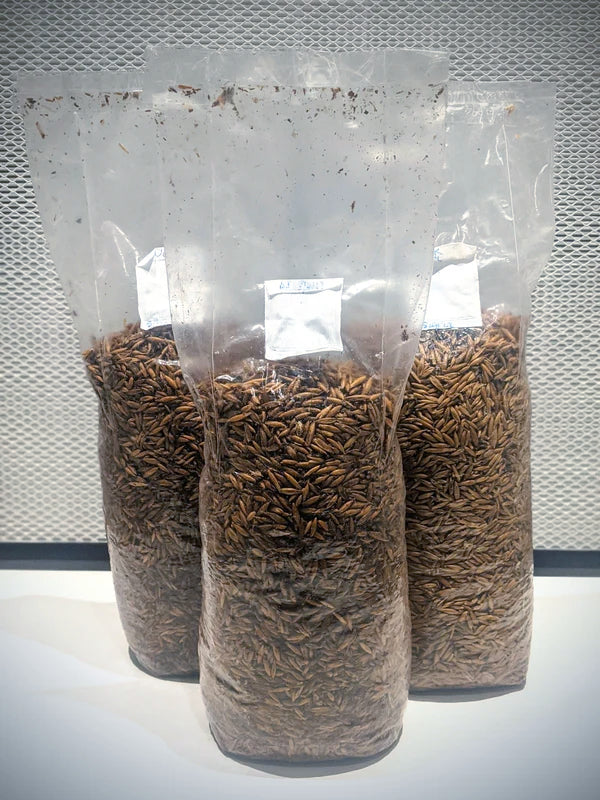 Cereale sterilizzato per la coltivazione di funghi