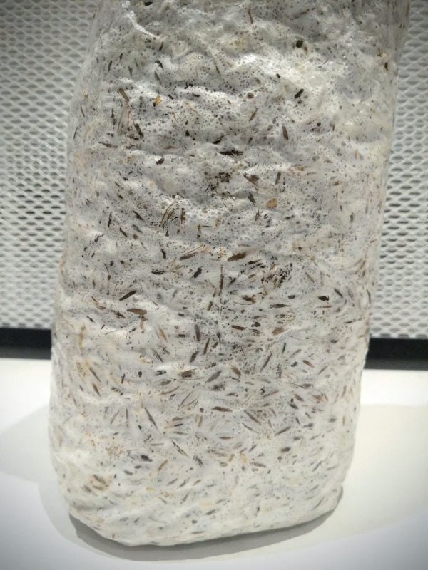 Grain spawn micelio fresco
