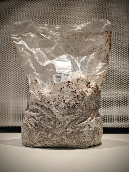 Kit Blocco di Coltivazione di Funghi - Ganoderma lucidum - Reishi della Minerva