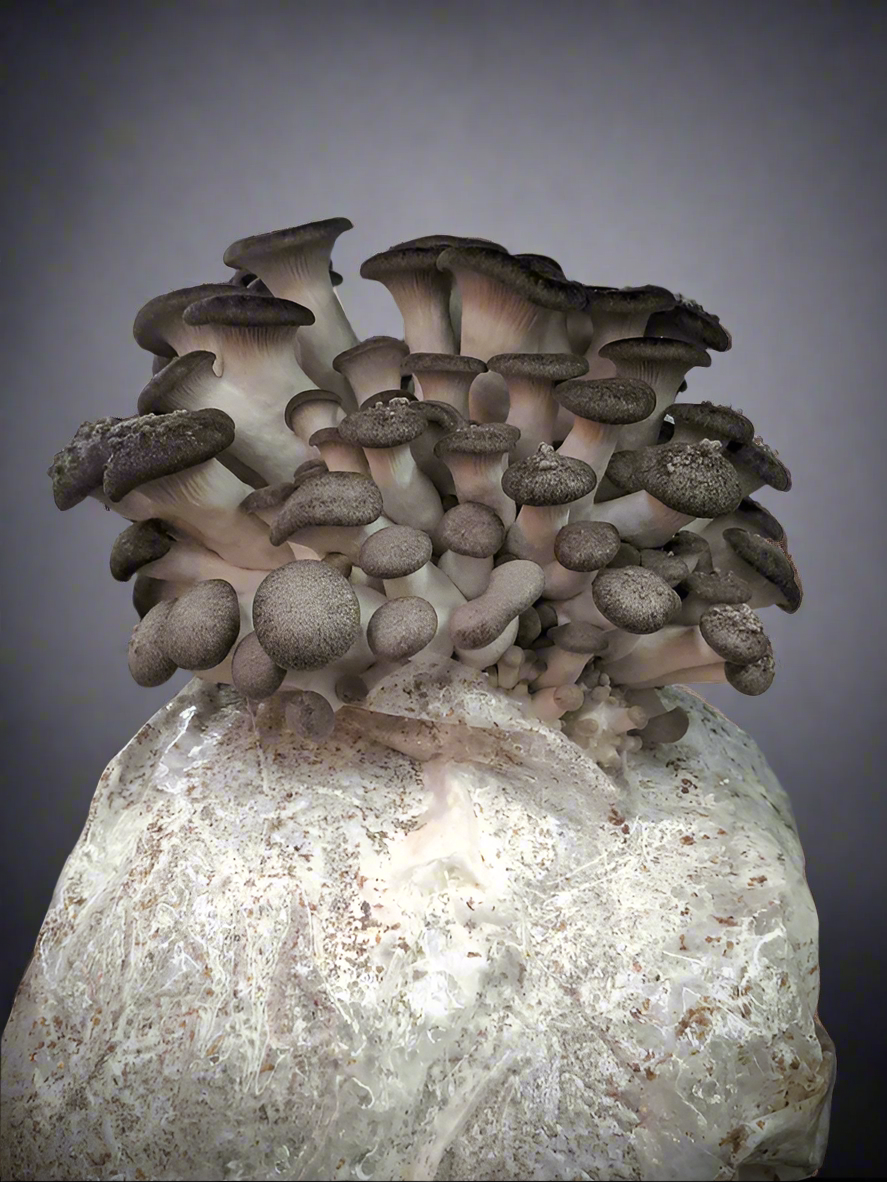 Kit de blocs de culture de champignons - Pleurotus ostreatus x eryngii - Black Pearl King Oyster