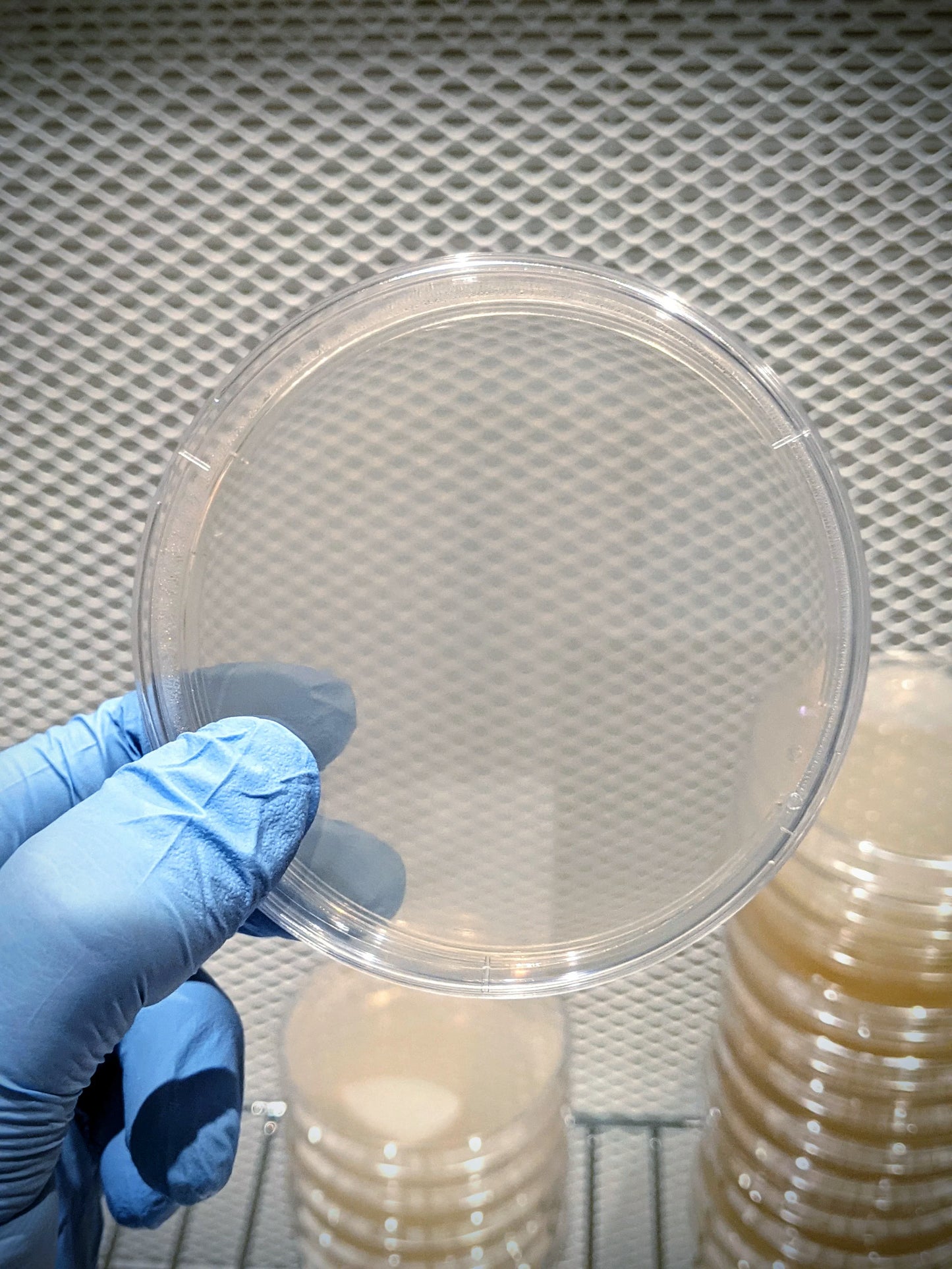 Piastrina di agar mea sterile per la coltivazione di funghi