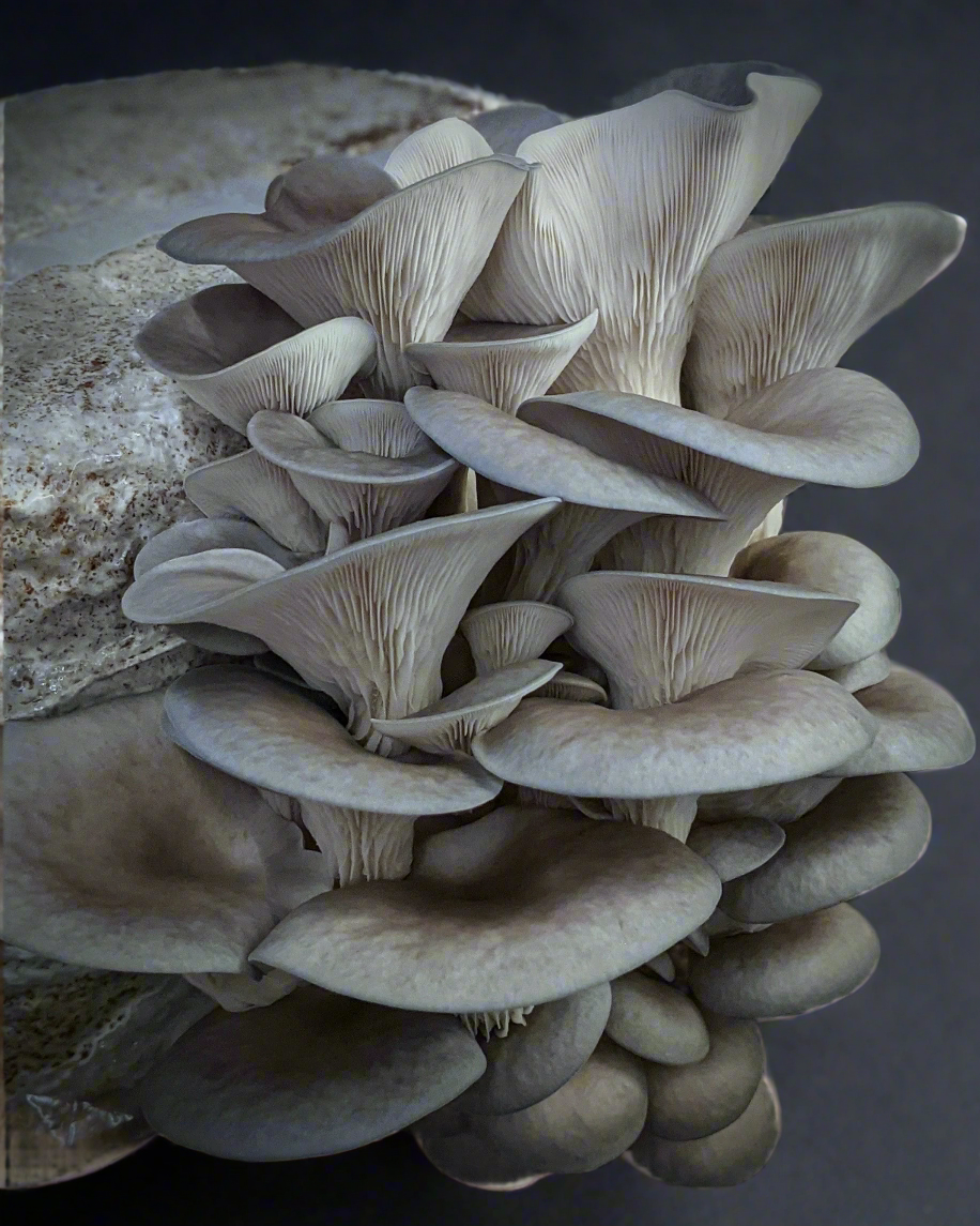coltivazione micelio grain spawn kit blue oyster pleurotus