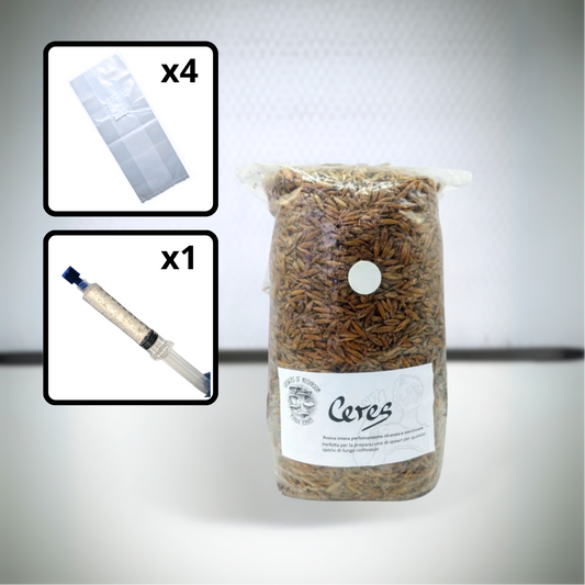 Kit avanzato per la coltivazione di funghi gourmet a casa. Cereale sterilizzato e micelio in coltura liquida per l'inoculazione di substrato. Sacchi per micologia Unicorn Bags