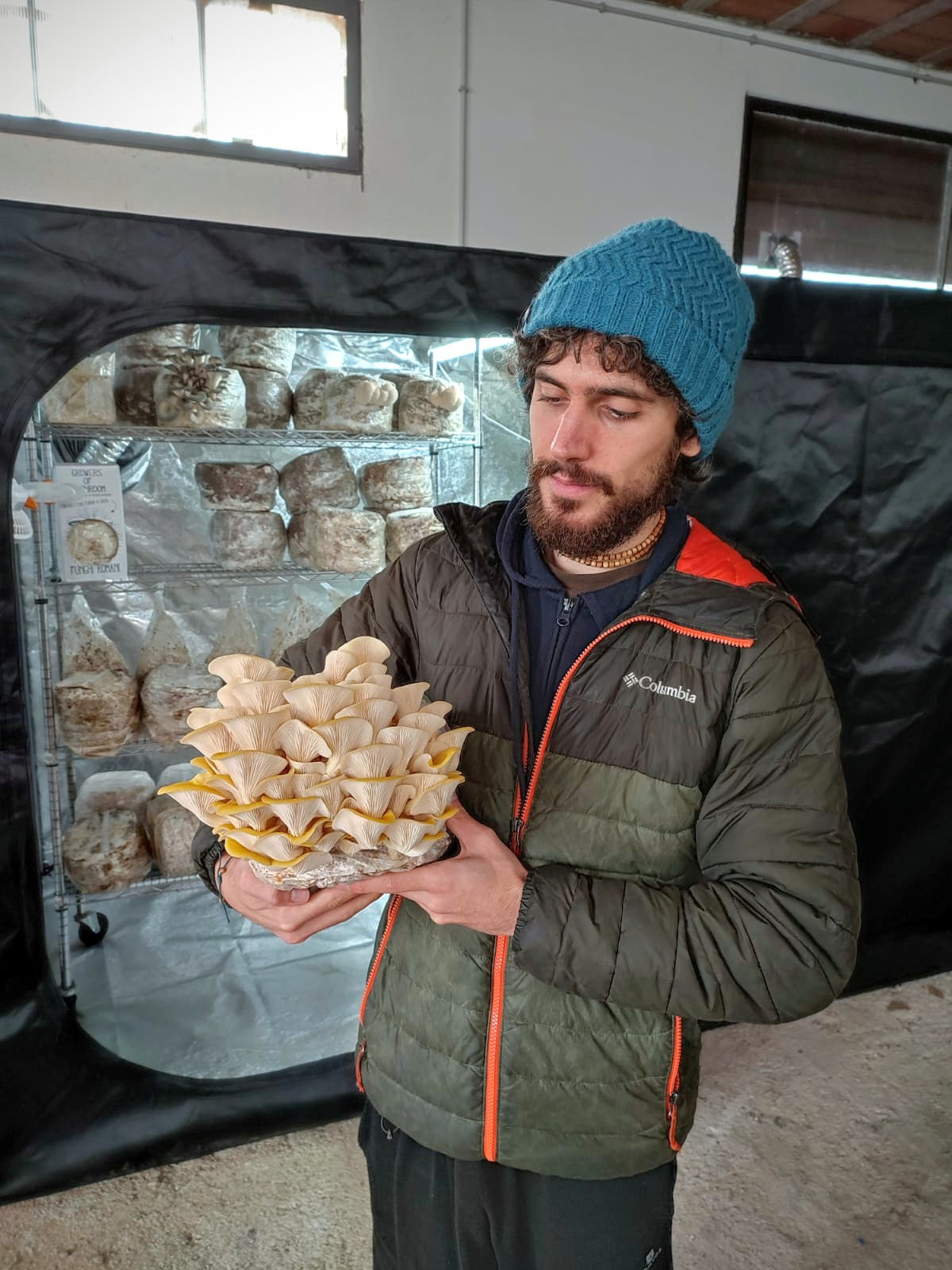 Mushroom Fruiting Block Kit - Pleurotus citrinopileatus - Golden Oyster