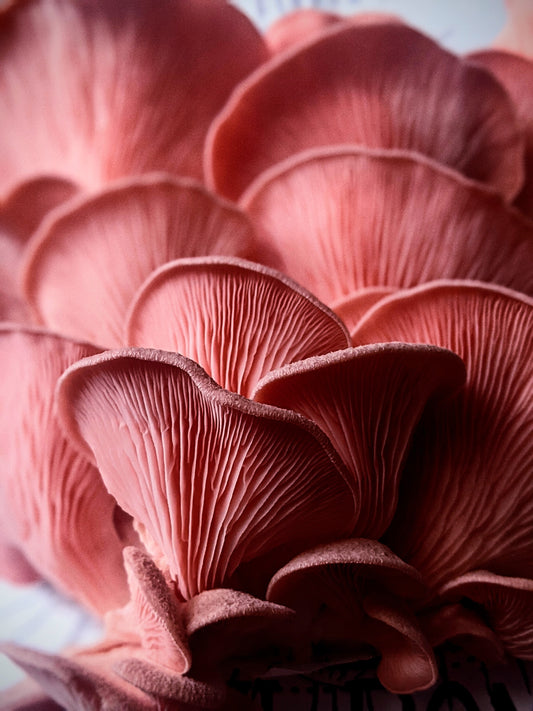Kit Blocco di Coltivazione di Funghi - Pleurotus djamor - Pink Oyster