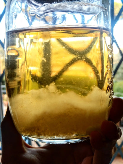 Liquid Culture - Siringhe di Micelio in Coltura Liquida - Coltivazione Funghi Gourmet