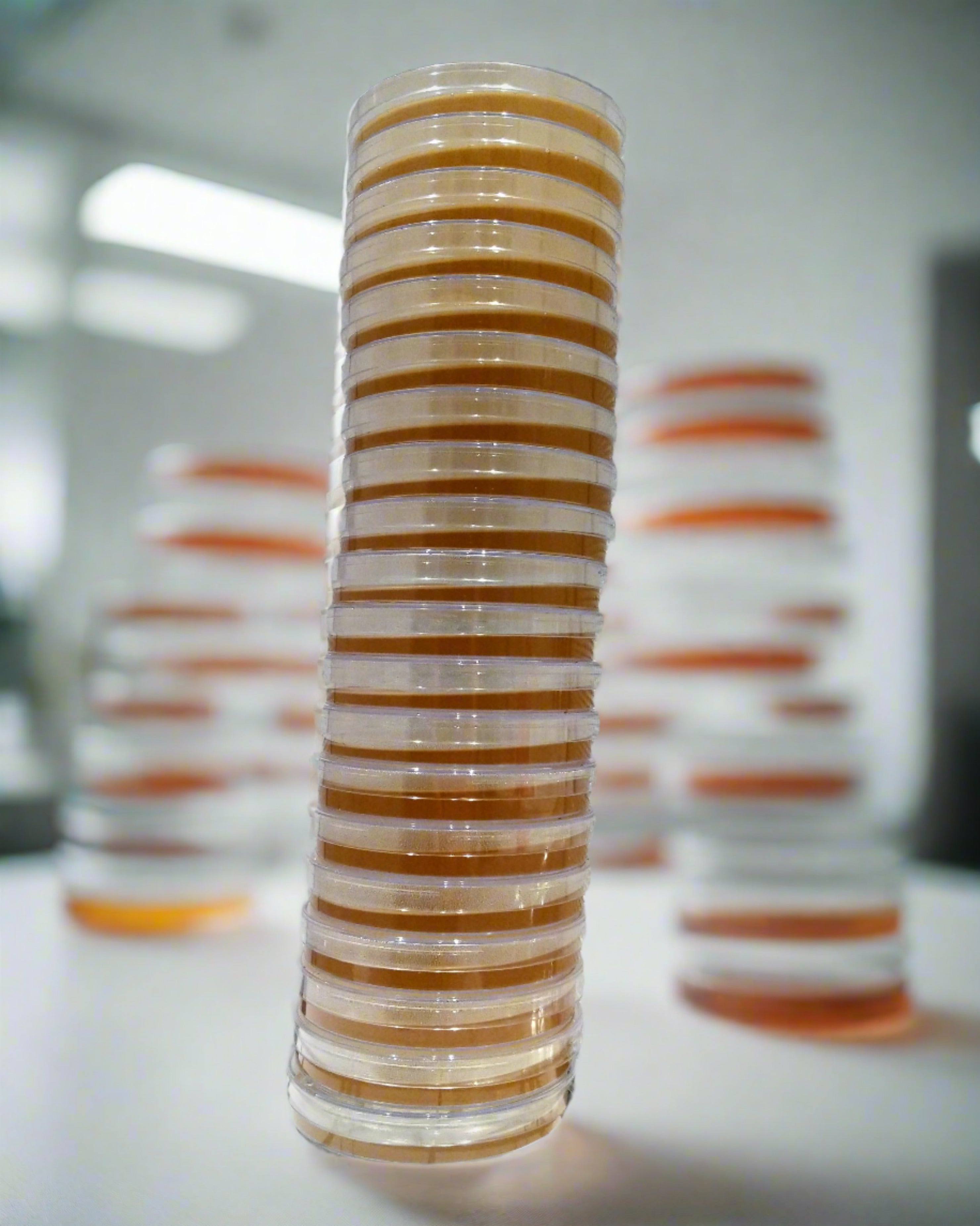 Dettaglio Della Stufa Con I Piatti E Terreno Di Coltura Del Laboratorio - Foto 4