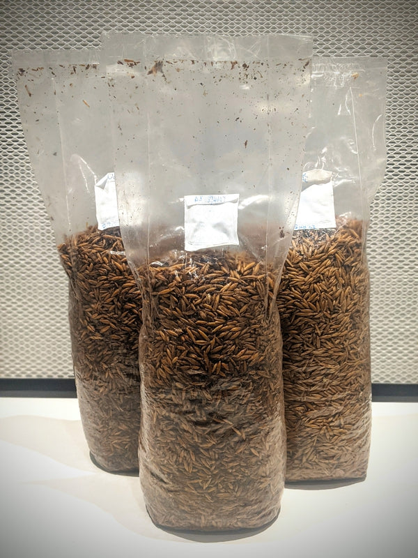 Cereale sterilizzato per la produzione di micelio grain spawn per la coltivazione di funghi gourmet