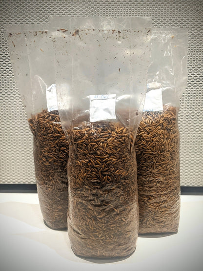 Cereale sterilizzato per la produzione di micelio grain spawn per la coltivazione di funghi gourmet