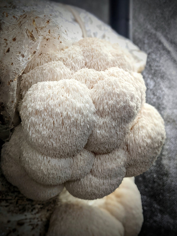Kit di Autocoltivazione - Hericium erinaceus - Lion' s Mane