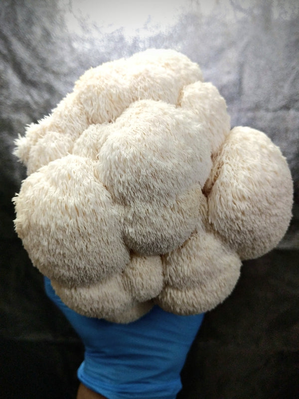 Kit Blocco di Coltivazione di Funghi - Hericium erinaceus - Lion's mane