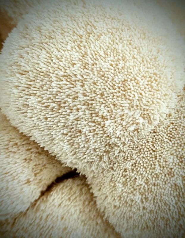 Kit di Autocoltivazione - Hericium erinaceus - Lion' s Mane