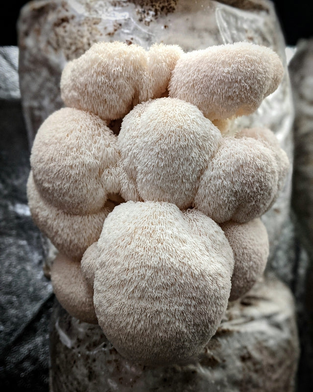 Kit Blocco di Coltivazione di Funghi - Hericium erinaceus - Lion's mane