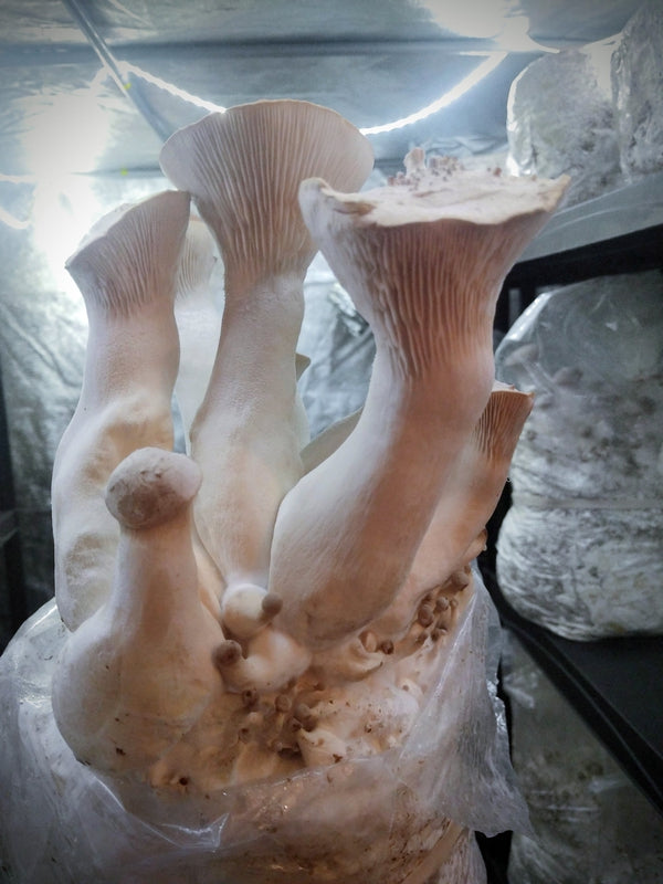 Pilzzucht-Block-Set – Pleurotus Eryngii – Braune Kräuter-Seitling – Königsauster