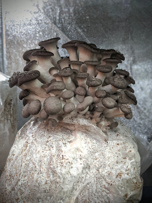 Kit Blocco di Coltivazione di Funghi - Pleurotus ostreatus x eryngii - Black Pearl King Oyster