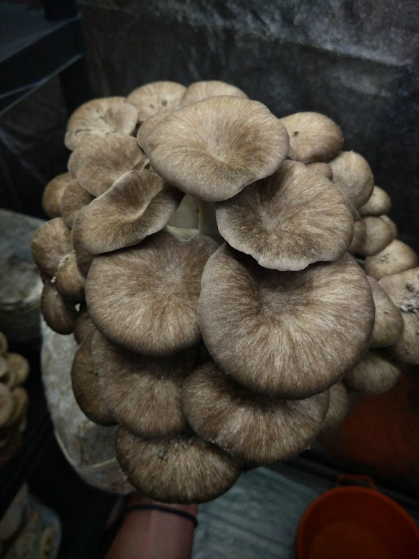 Kit de blocs de culture de champignons - Pleurotus ostreatus x eryngii - Black Pearl King Oyster