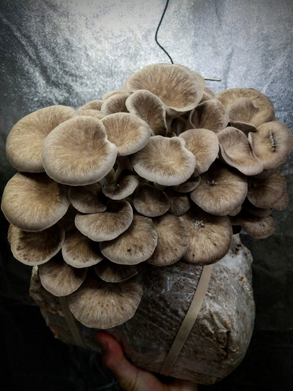 Grain Spawn - Micelio Fresco