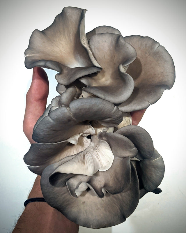 Kit di Autocoltivazione - Pleurotus columbinus - Blue oyster