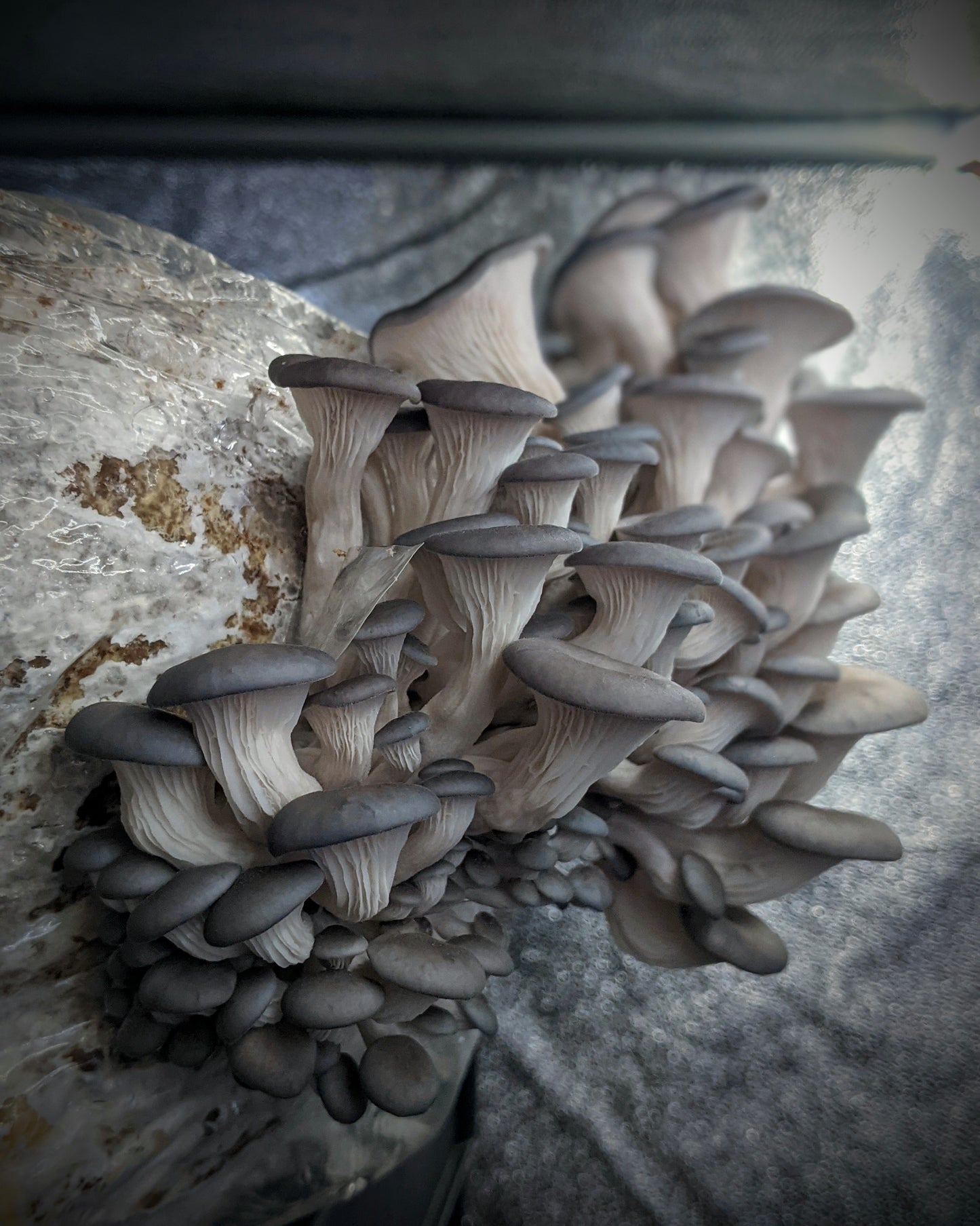Mushroom Fruiting Block Kit - Pleurotus columbinus - Blue Oyster