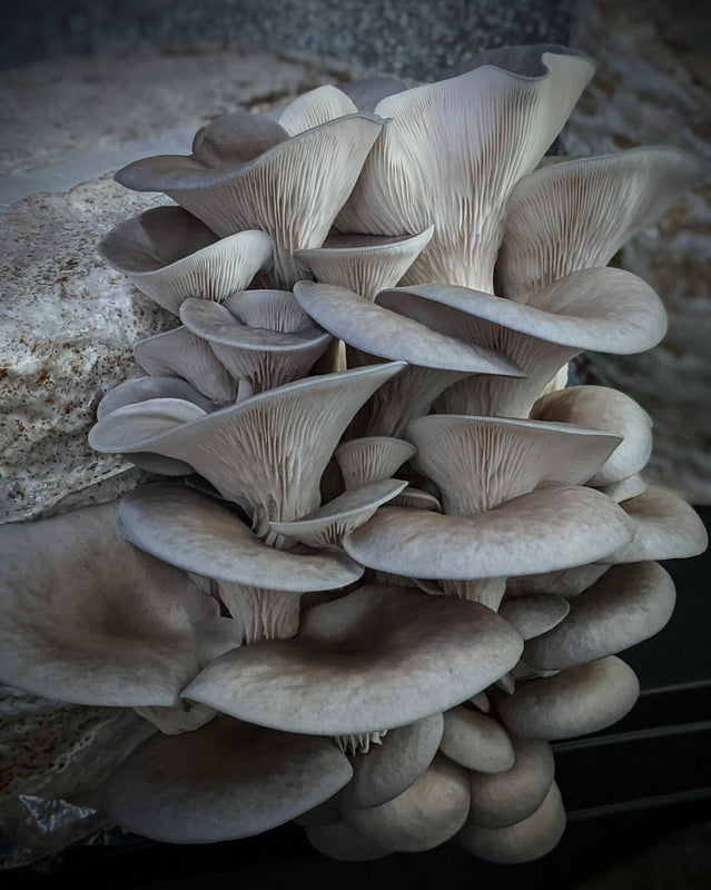 Kit di Autocoltivazione - Pleurotus columbinus - Blue oyster