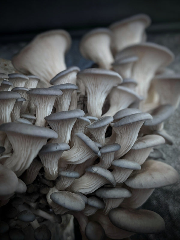 Kit di Autocoltivazione - Pleurotus columbinus - Blue oyster