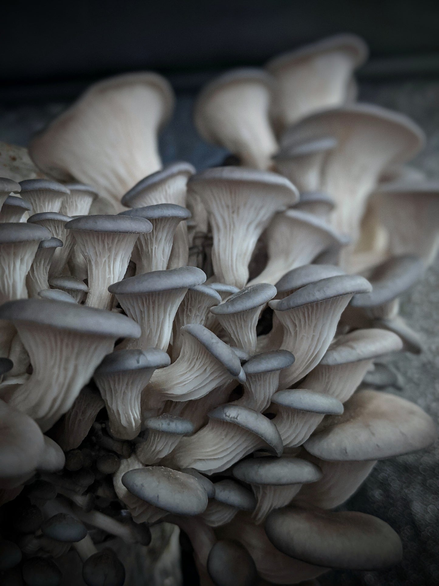 Mushroom Fruiting Block Kit - Pleurotus columbinus - Blue Oyster