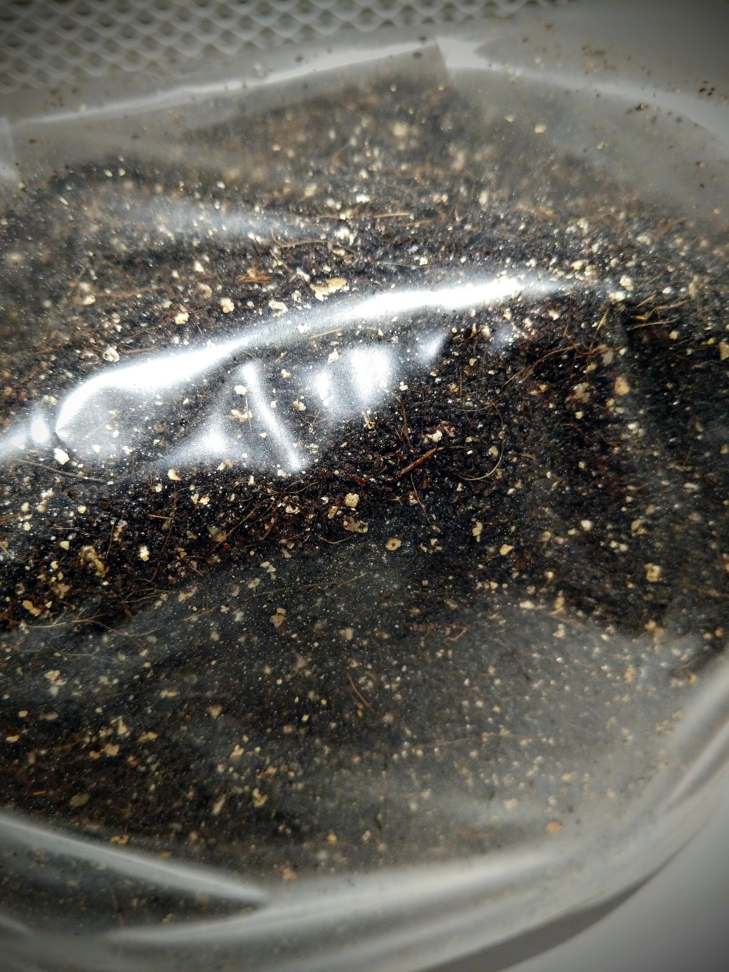 Starter's Kit - Spawn to Bulk!