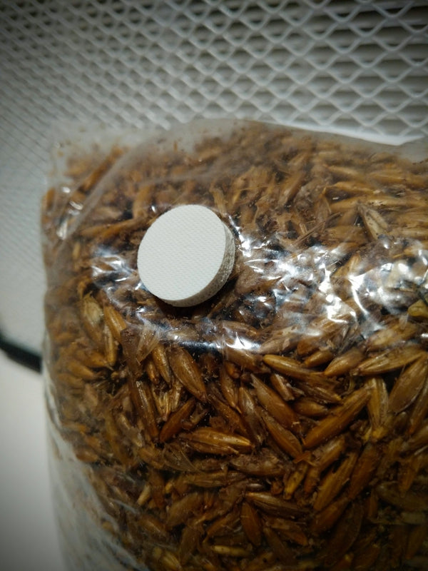 Starter's Kit Gourmet - Growing mushrooms from start to finish