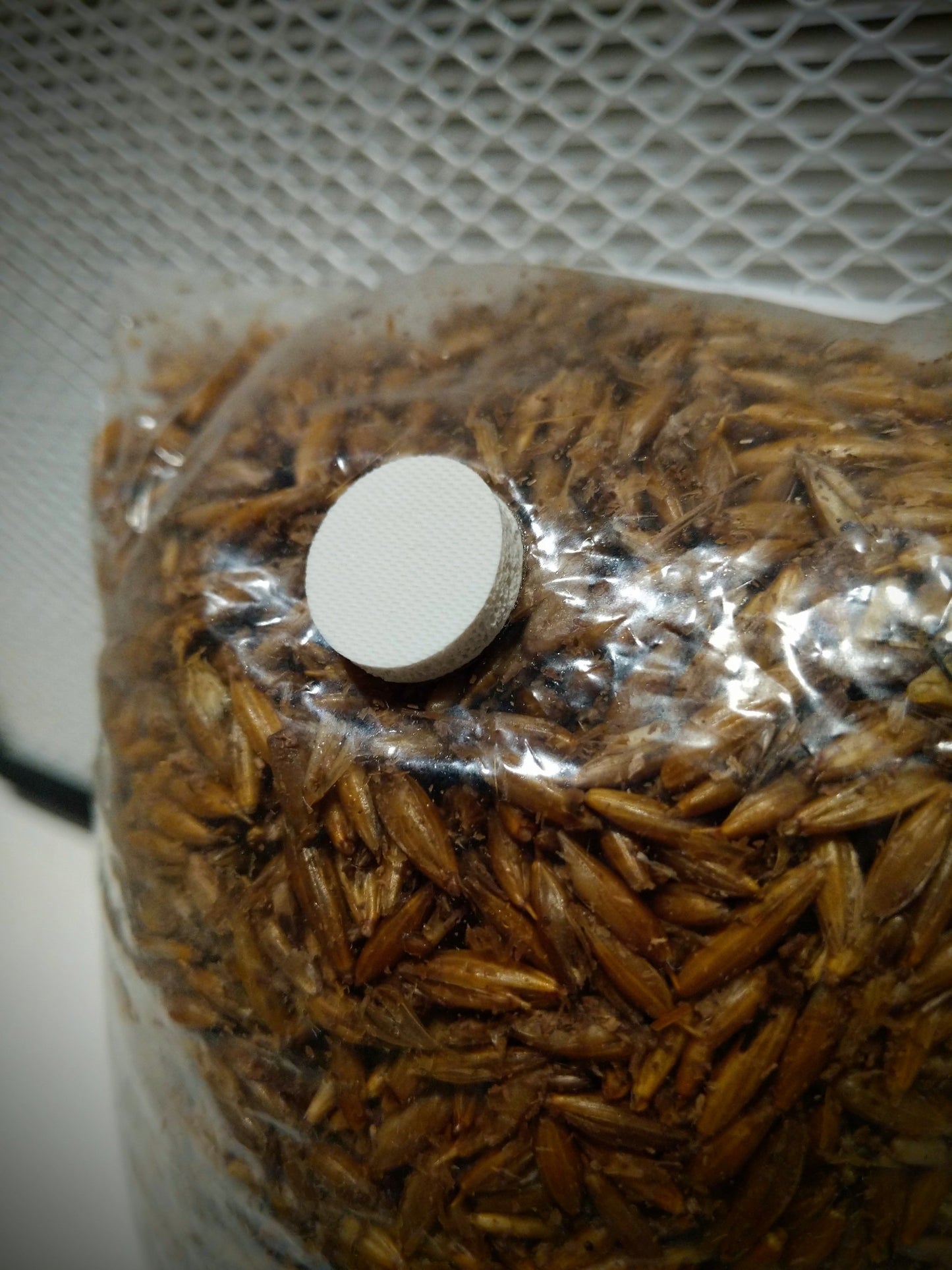 Magic Bundle Circe - Ceres: 1.5kg Sterilized Oats + Circe: 2.5kg Manure Substrate