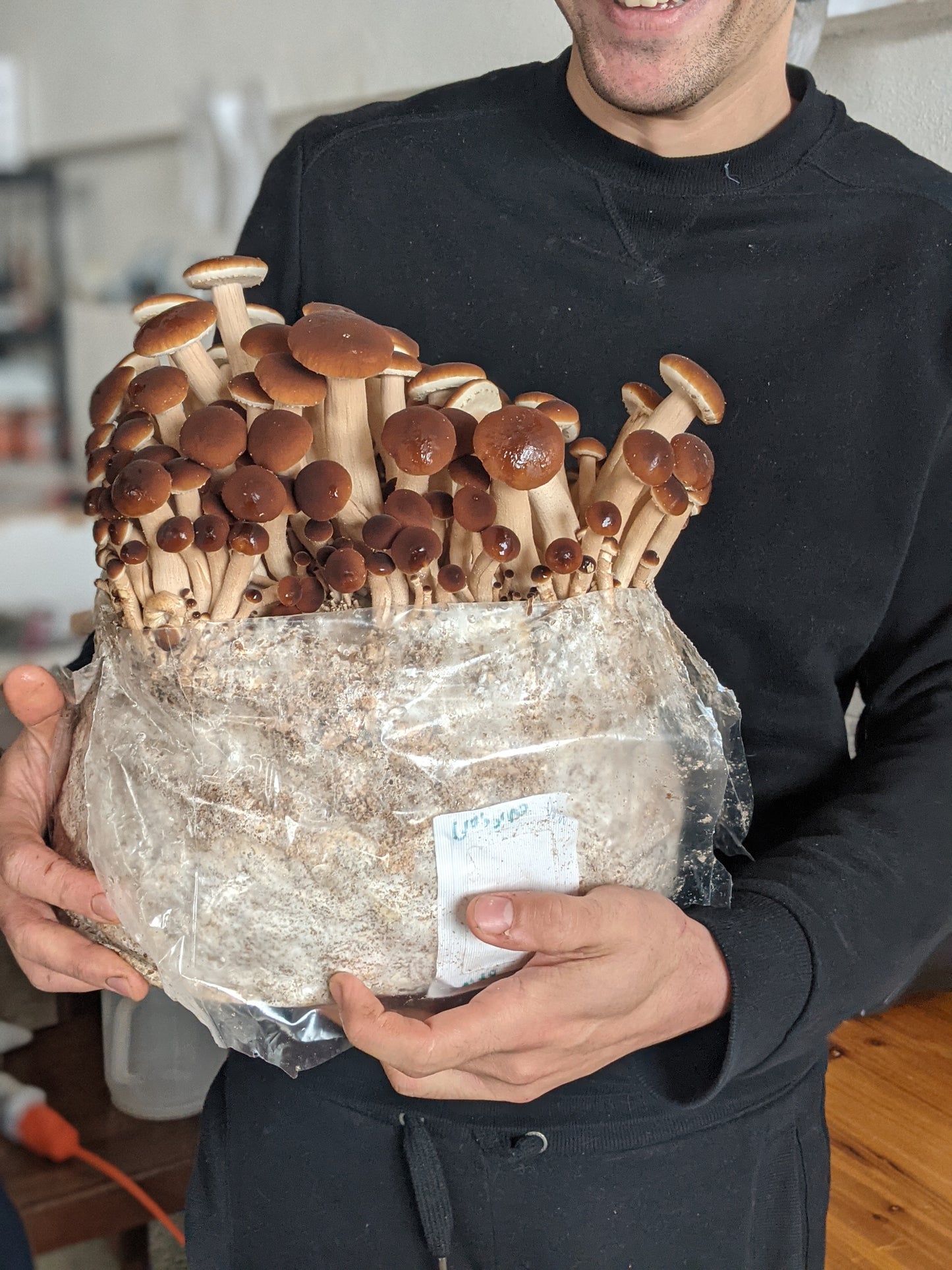 Mushroom Fruiting Block Kit - Cyclocybe cylindracea - Pioppino