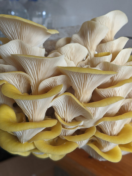 Kit Blocco di Coltivazione di Funghi - Pleurotus citrinopileatus - Golden Oyster