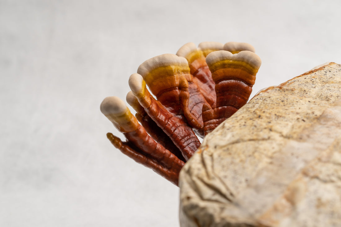 La Coltivazione del Reishi (Ganoderma Lucidum): Una Guida Completa Utilizzando un Kit