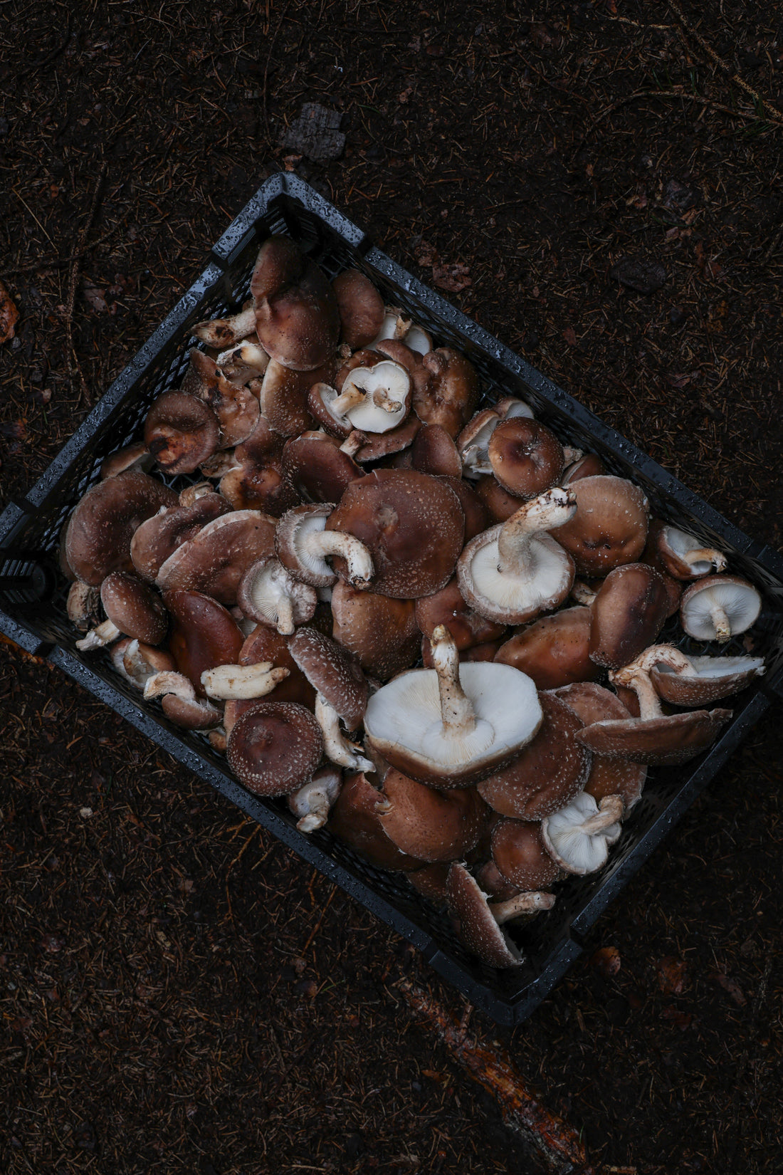 Come Coltivare Funghi Shiitake su Tronchi - La Guida Completa