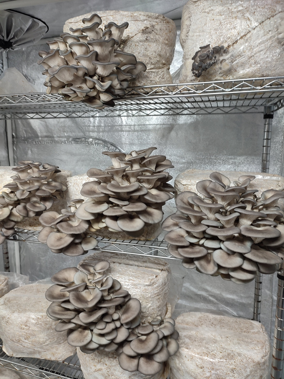 Quanto spazio serve per coltivare funghi? | Guida Pratica