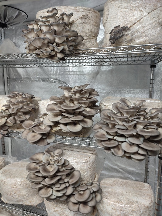 Quanto spazio serve per coltivare funghi? | Guida Pratica