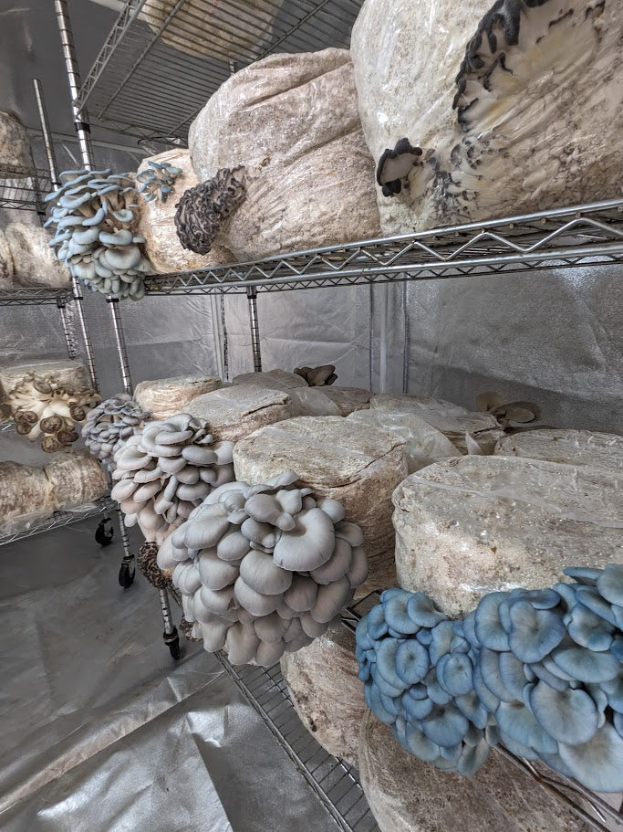 Come avviare o espandere una produzione professionale di funghi gourmet e medicinali