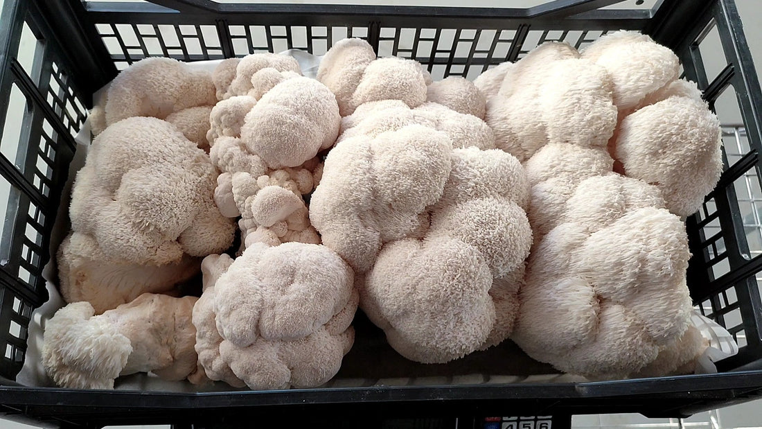 Lion’s Mane: Cosa Dice Veramente la Scienza — e perché noi continuiamo comunque ad amarlo