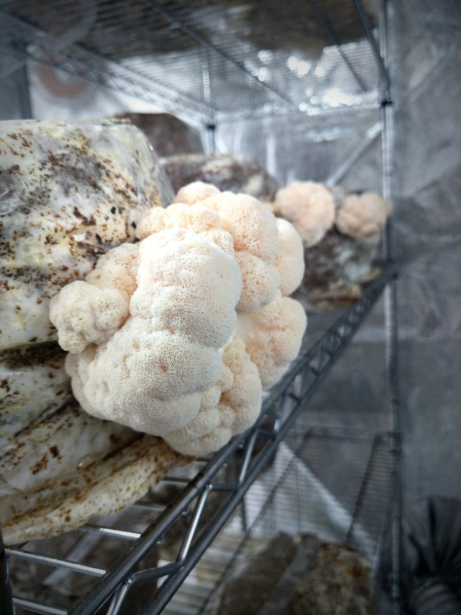 Kit Funghi Pronti