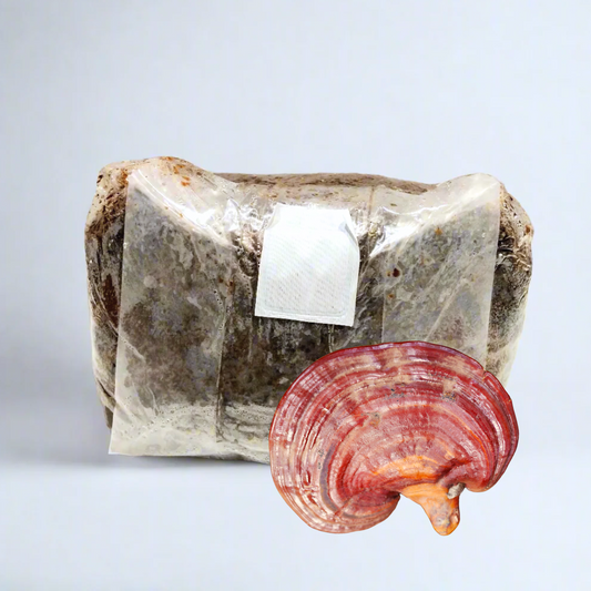 Spawn di Segatura - Reishi della Minerva